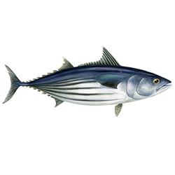Skipjana tuna illustration