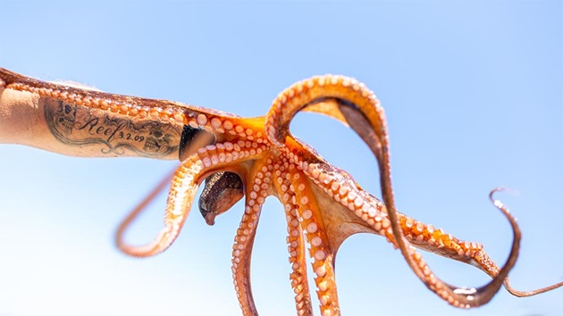 Octopus