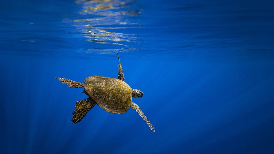Green turtle - Chelonia mydas - swimming underwater in the Pacific Ocean.