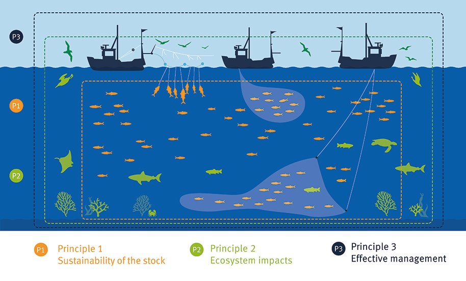 3 prinsipper for bærekraftig fiskeri