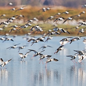 Reducing fishing risks to endangered Australian shorebirds