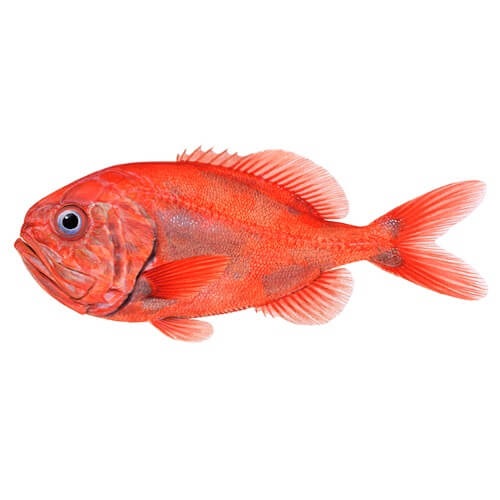 Aotearoa NZ Commercially Fished Kai Moana Species