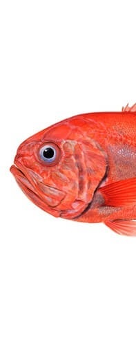 WHAT MAKES A FISH A FISH!