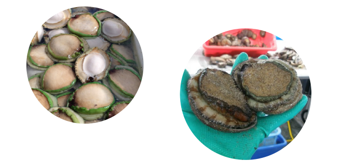 Abalone being harvested
