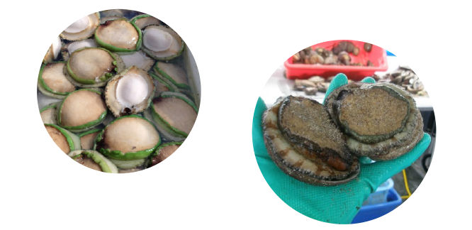 What is abalone