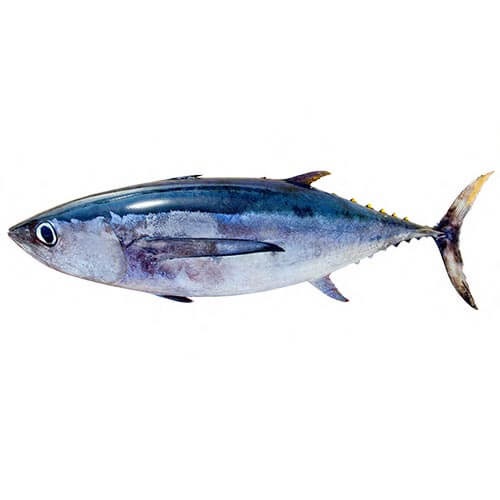 Is tuna sustainable?