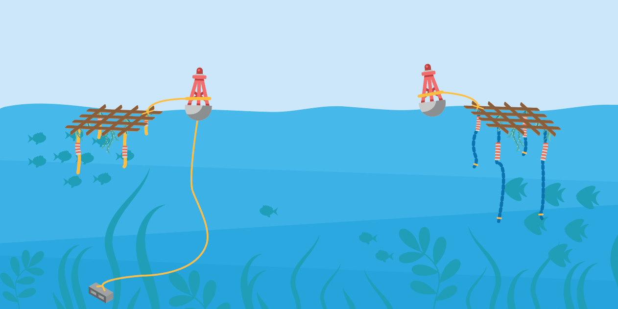 What is 'FAD free tuna' Marine Stewardship Council