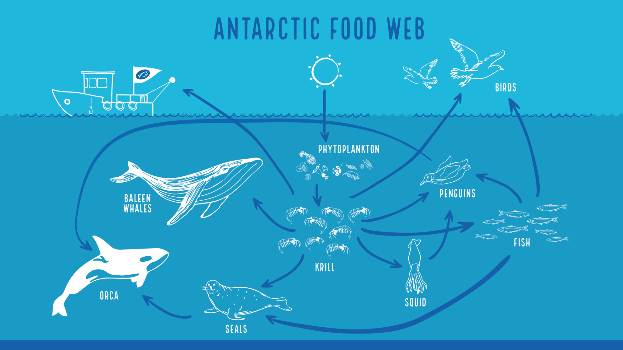 Antarctic marine food web with krill as the keystone species Antarctic marine food web with krill as the keystone species