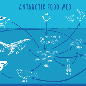 Antarctic Food Webs: Krill and Whales