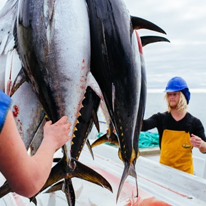 A World-First for Sustainability - Australia’s Southern Bluefin Tuna Purse Seine Fishery Achieves MSC Certification