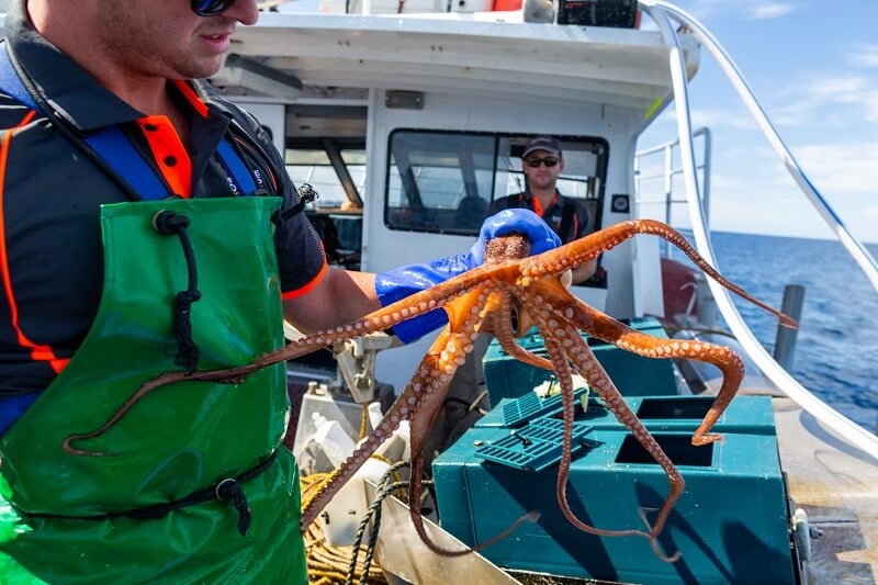 Catching octopus on board