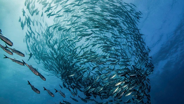 What is overfishing?