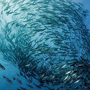 Woolworths ecologically responsible seafood