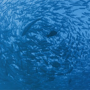 Research indicates 10% of the global catch is bycatch