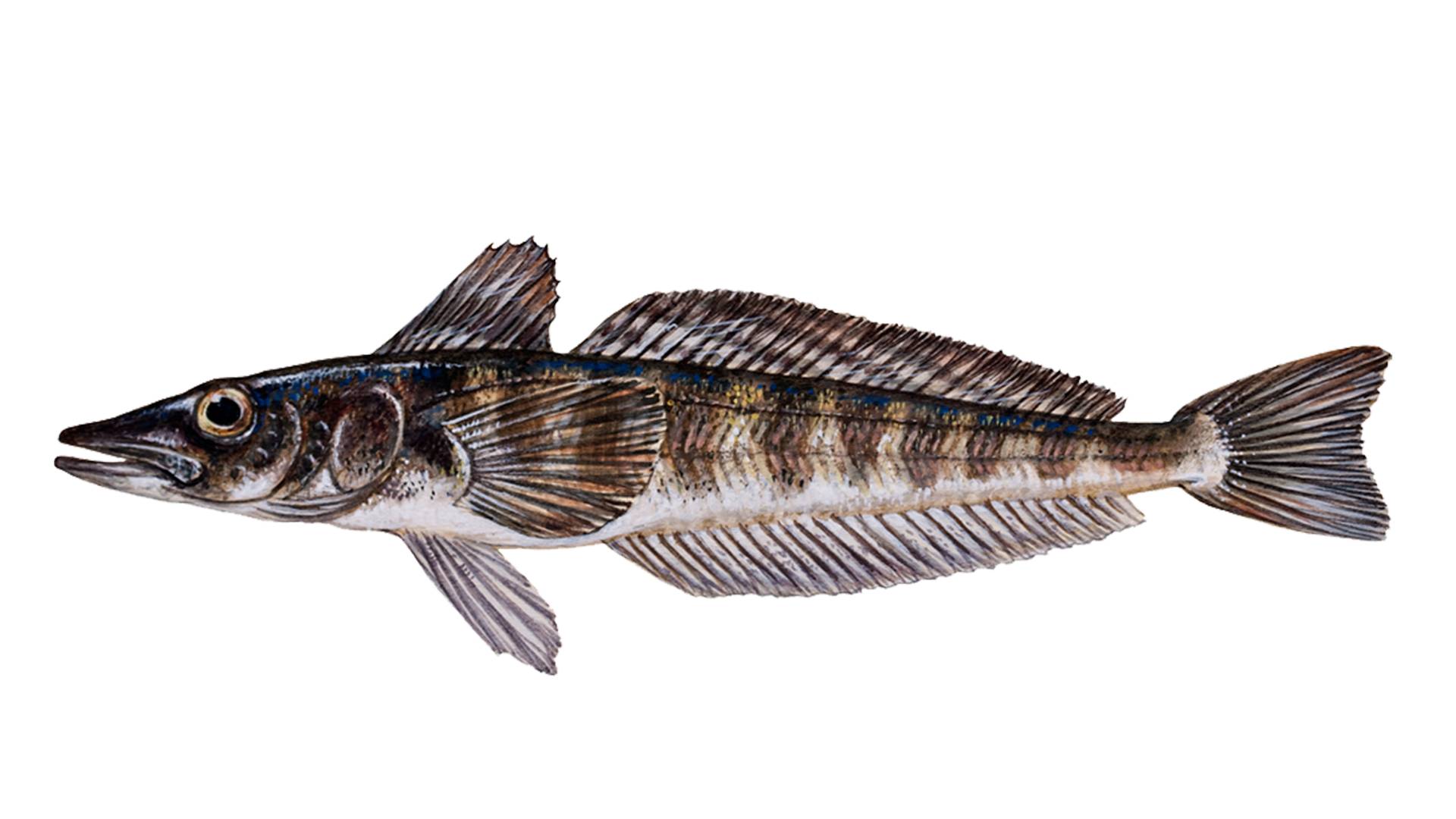 Sustainable seafood