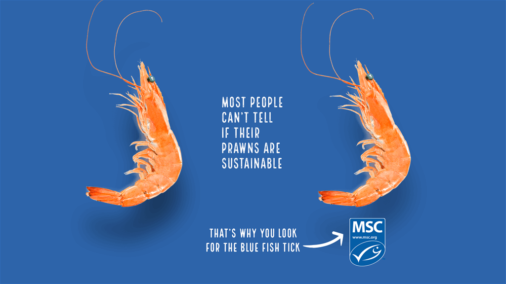 Most people cant tell if their prawns are sustainable Most people can't tell if their prawns are sustainable