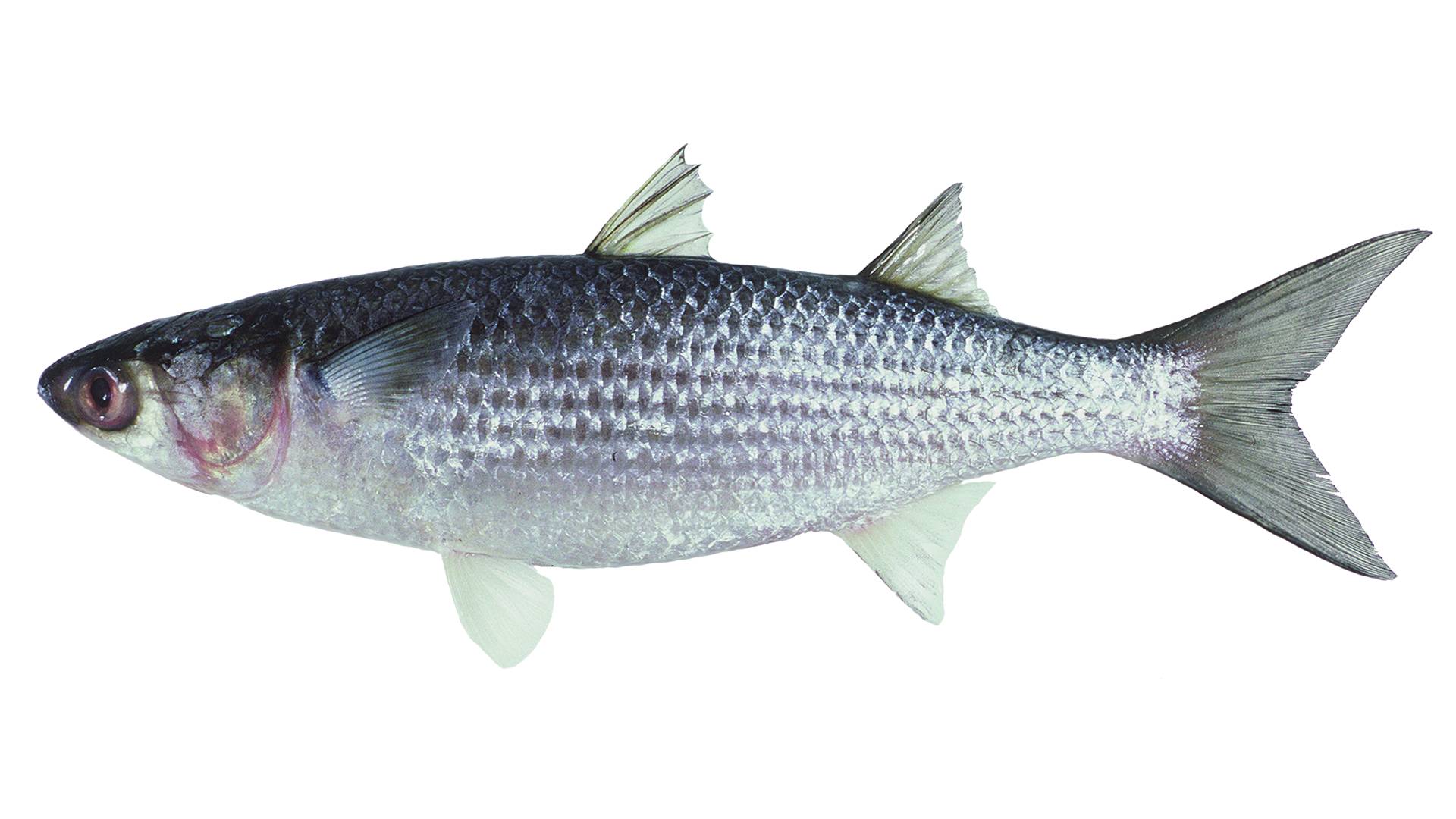 Mullet Fish Culture