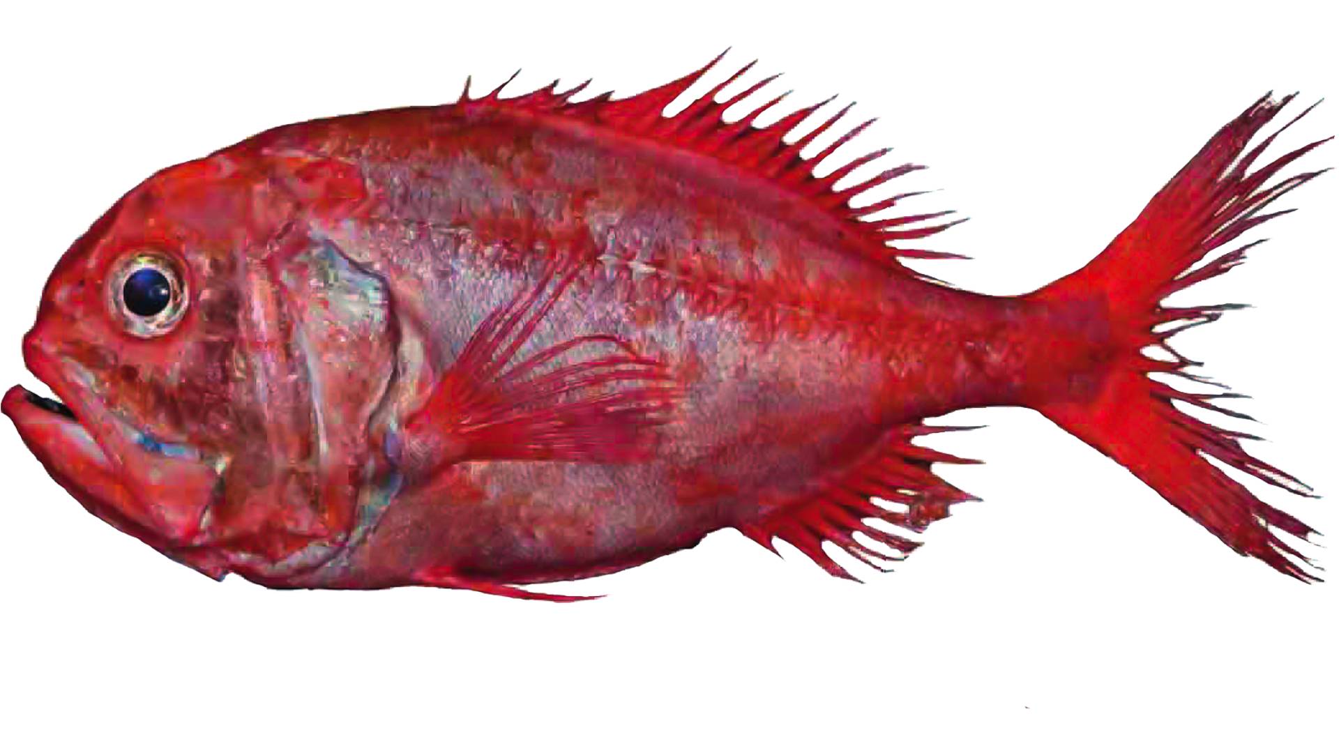 Guide to Eating Sustainable Orange Roughy Marine Stewardship Council