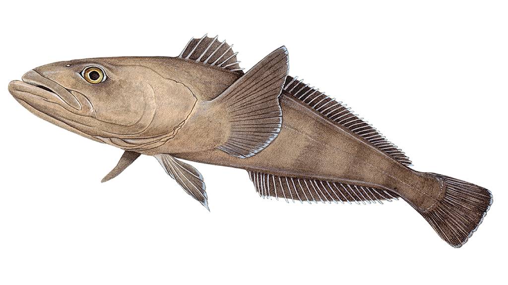 Guide to Eating Sustainable Toothfish | Marine Stewardship Council