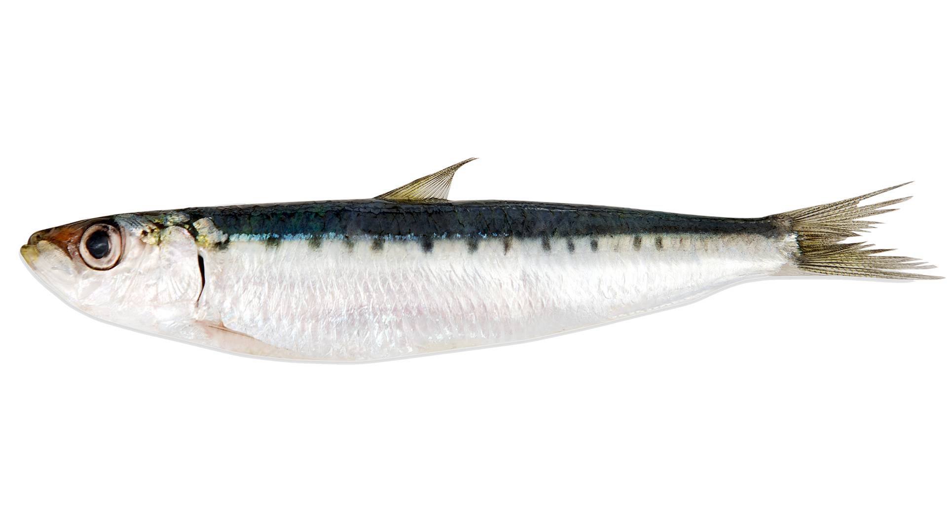 Guide to Eating Sustainable Sardines Marine Stewardship Council