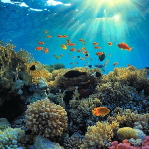 Oceans at risk factsheet with questions