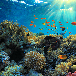 Marine Habitat Cards