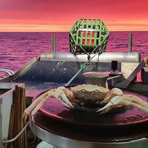 Monitoring deep-water habitats in Australian crystal crab fishery