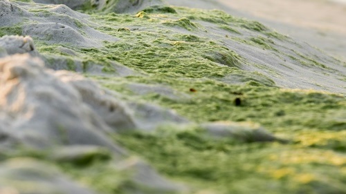 Algal Blooms and Our Ocean