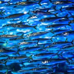 More Fish