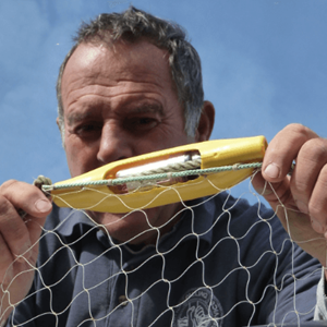 A sound idea: ‘Banana Pinger’ audio device could help reduce porpoise bycatch 
