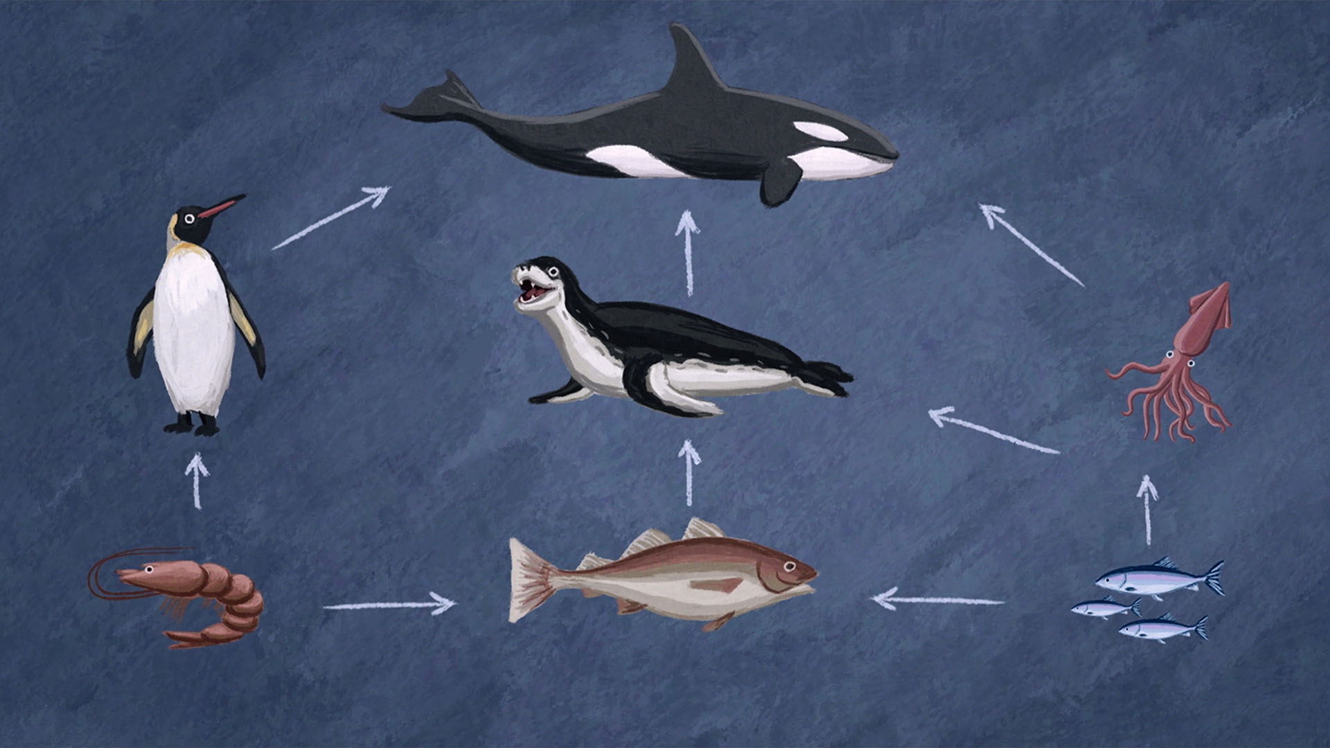 Marine food web