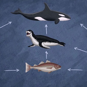 Marine food webs and overfishing