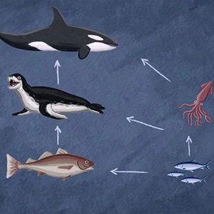 MARINE FOOD WEBS