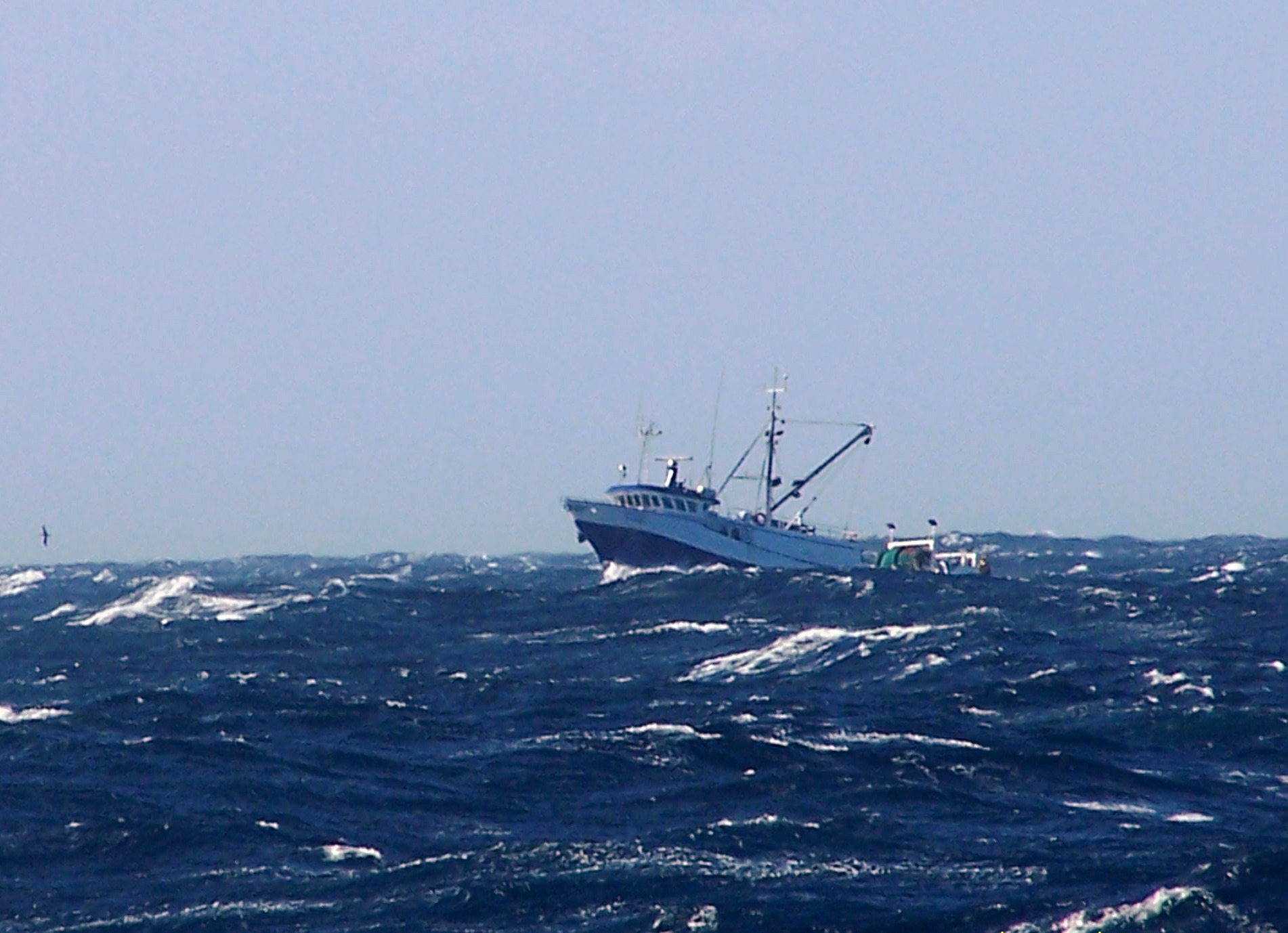 Three new fish species become MSC-certified