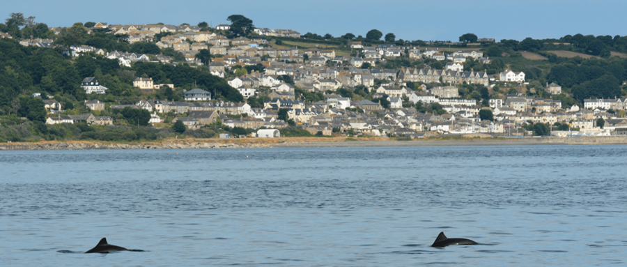 Harbour porpoises in Newyln, Cornwall (credit) Nick Tregenza.