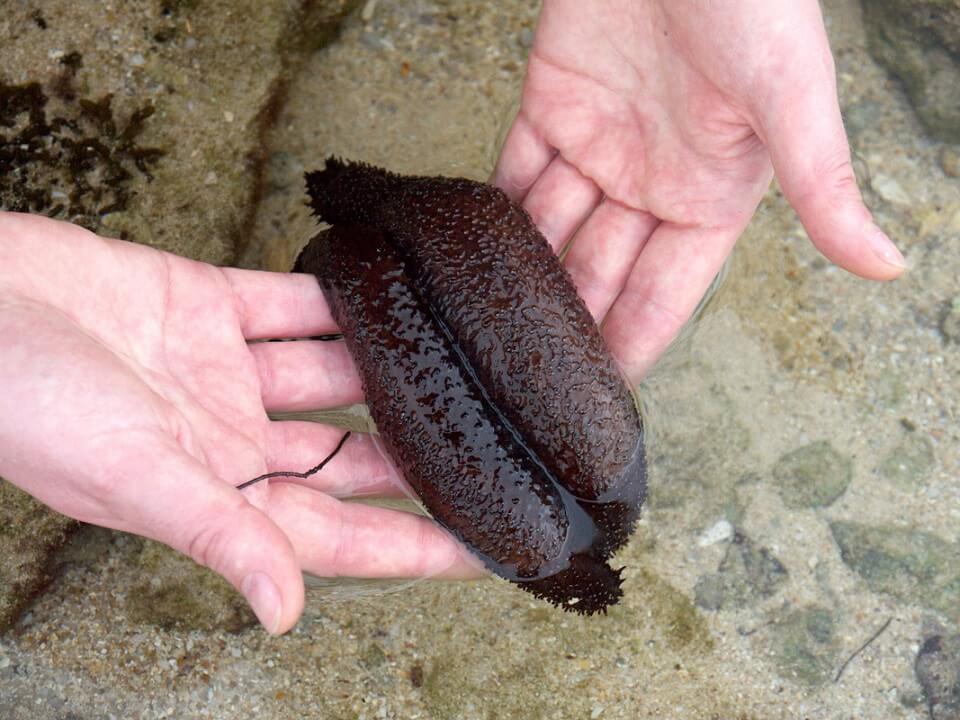 Holding live Sea Cucumber in the hands