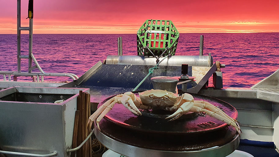 deep sea crab on board a fishing vessel at twilight