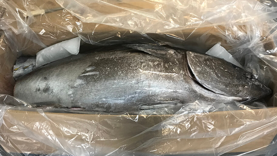 A large tuna fish in a plastic-lined carton