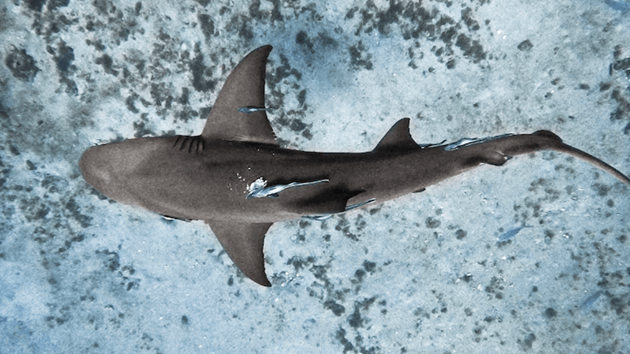 Incredible Sharks!