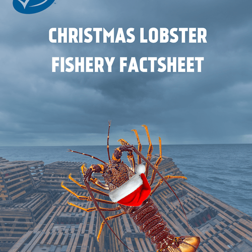 Christmas Lobster Factsheet