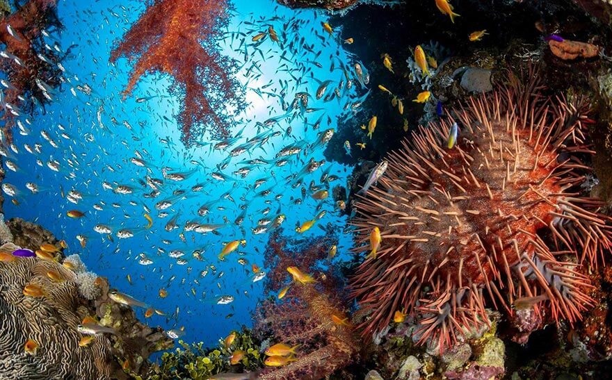 Marine biodiversity underwater