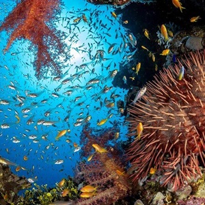 Teacher knowledge: Marine Biodiversity
