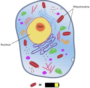 Animal cell