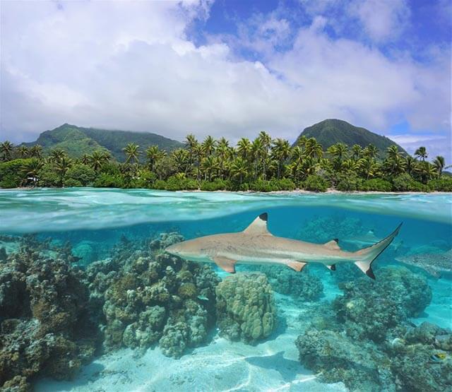 Blacktip reef shark swims through light blue waters