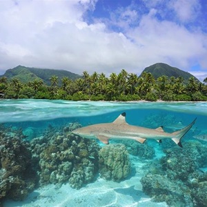 Sharks! And the Food Chain Factsheet and Worksheet