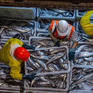 Overfishing and sustainable fishing