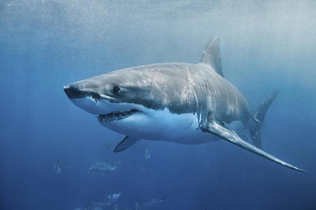 Great white shark swimming with mouth slightly open