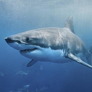 Incredible Sharks!