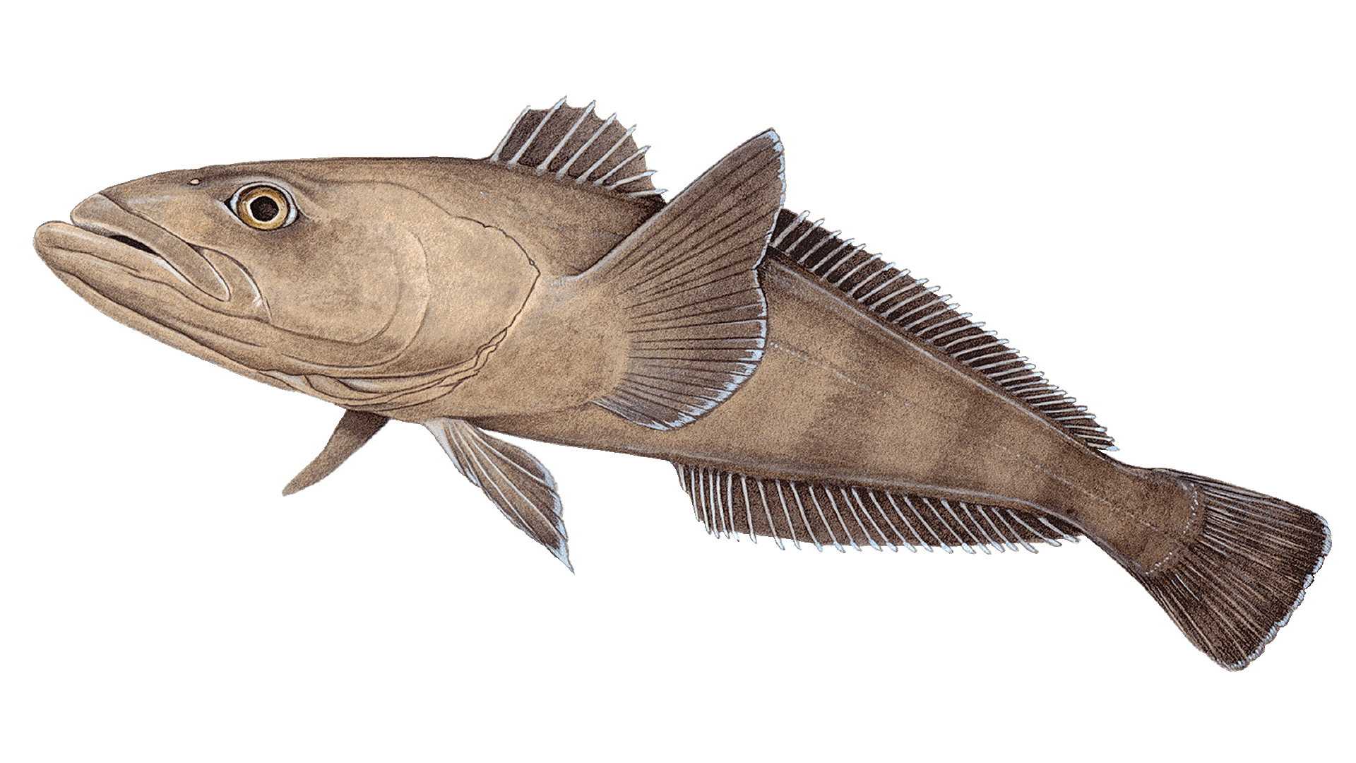 Is toothfish sustainable Marine Stewardship Council