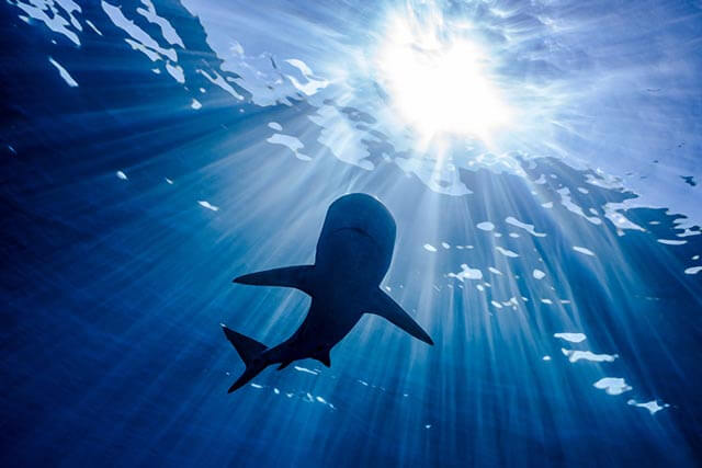 Reef shark swims through the light